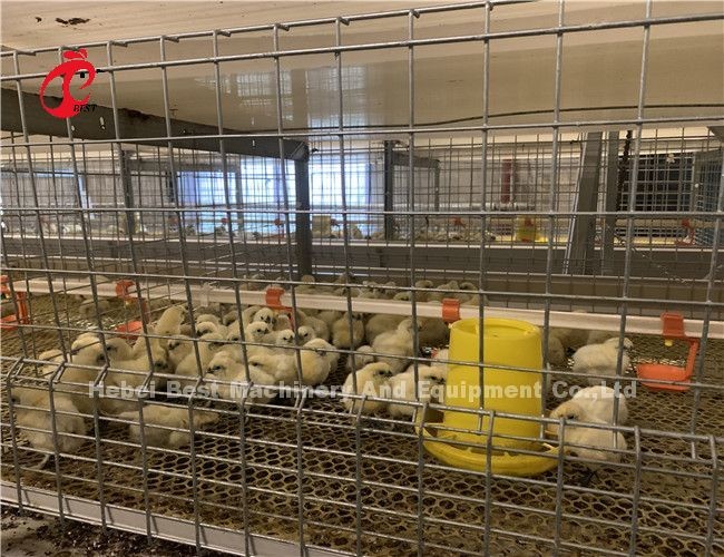 H Type 4 Tiers Poultry Farming Broiler Cage System With Manure Belt Ada