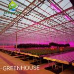 Intelligent Hydroponic Roses Greenhouse