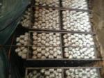 Dried Shiitake Mushroom Spawn