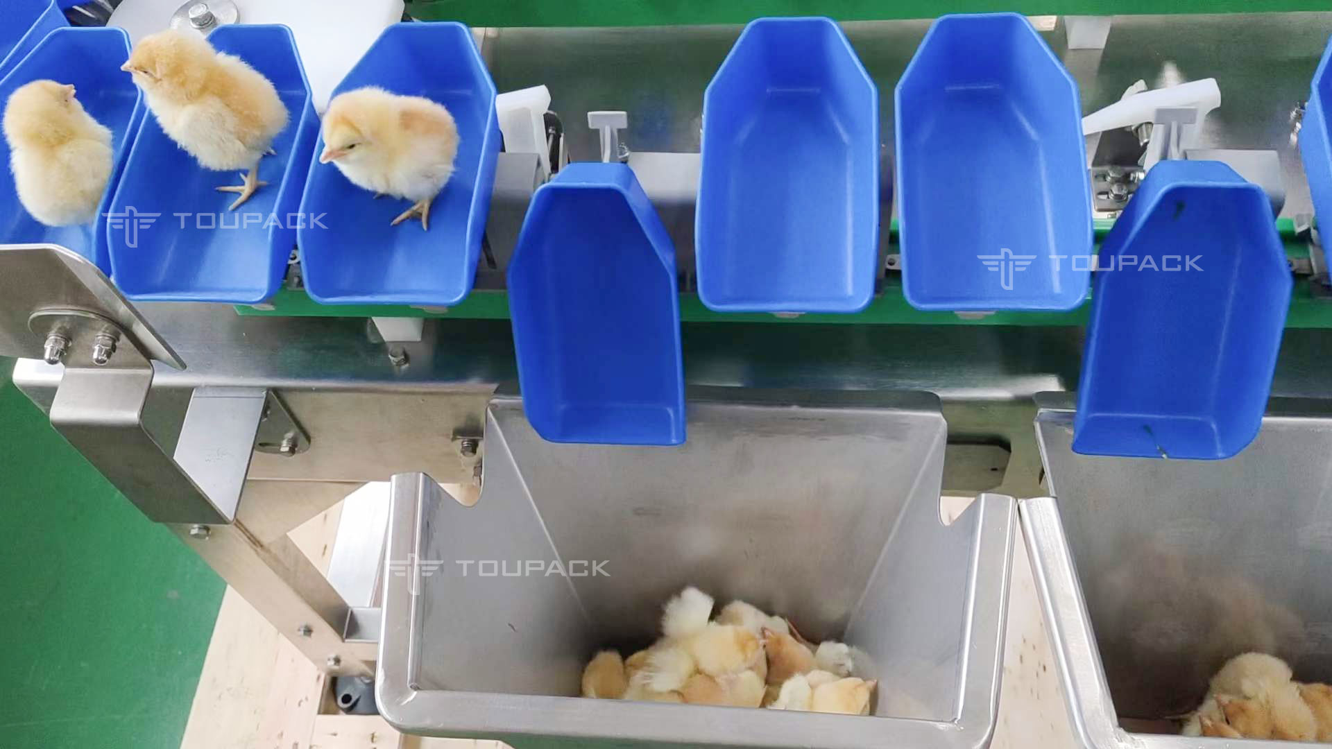High Accuracy Australian Lobster Weight Sorting Machine 2 Level 6 Level Grading Machine
