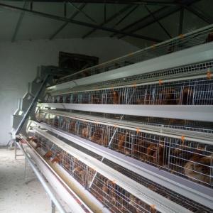 Quality A Type Battery Hens Layer Chicken Cage Automatic Poultry Farm Equipment wholesale