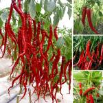 HACCP Natural Red Chili Pepper Powder Dehydrated