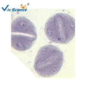 Quality Corn Anther Meiosis Prepared Fluorescent Microscope Slides 12pcs wholesale