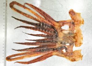 Quality Healty Tentacle Shredded Squid Snack Tentacles Deep Sea Brown Color wholesale