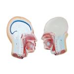 85cm 19 Parts Medical Training 4d Human Torso Anatomy Model
