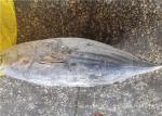 Delicious Bulk 3.4kg Frozen Skipjack Tuna With Omega 3