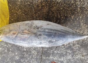 Quality Whole Round Delicious 2.5kg Frozen Skipjack Tuna For Canning wholesale