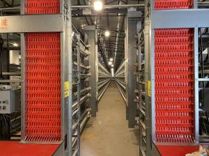Quality Several Tiers Automatic Chicken Cage Layer Farming High Corrosion Resisten wholesale