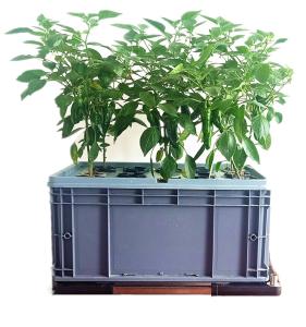 Quality Leafy Greens Growing Cloner Bucket Cannabis Aeroponic Grow System wholesale