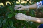 Plastic Transparent Household Disposable TPE Gloves