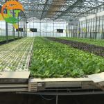 Transparent Film Covered Multi Span Glass Greenhouse for Growing Tomatoes