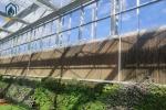 Large Size Glass Multi Span Greenhouse Structure Agricultural Tomato Farming