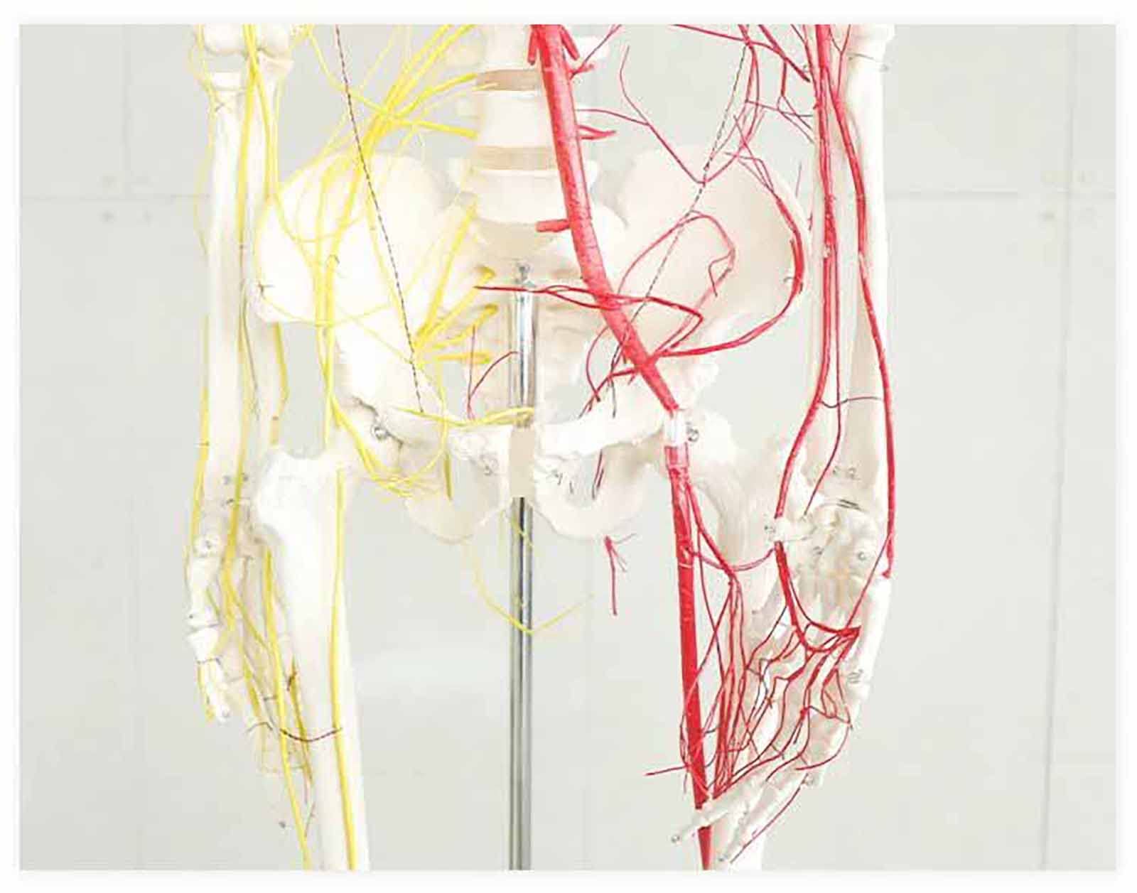 All human skeleton model with neurovascular Life Size Skeleton with Spinal Nerves Muscle Insertion Human Skeleton Model