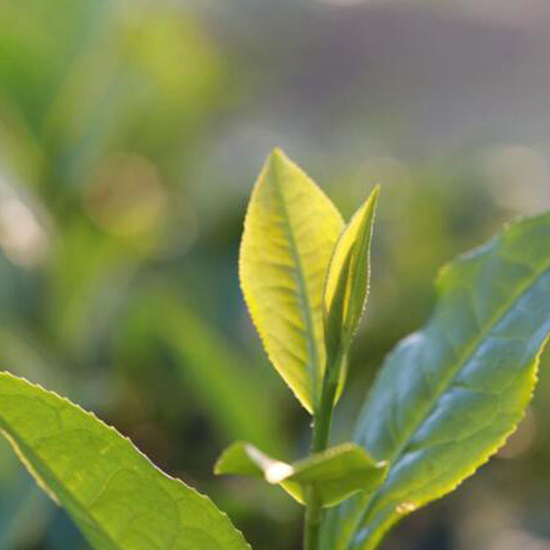 Weight Loss Dongting Biluochun , Slimming No Fertilizers Pi Luo Chun Green Tea