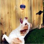 Dog Playing Tennis Ball