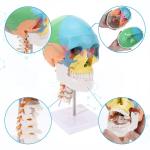 Parietal Mandible Anatomical Skeleton Model Human Skull Model Medical Demonstrat