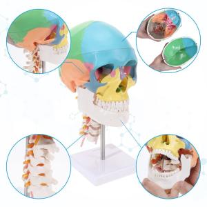 Quality Three Parts Parietal Mandible Vertibra Human Color Life Size Medical Demonstration Head Bone Cervical Vertebra Model wholesale
