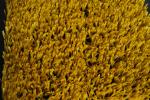 Colorful Yellow PE Synthetic Grass Tennis Courts for School, Playground, Sports,