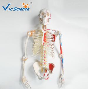 Quality 180cm Tall Life Size Anatomical Skeleton For Medical Students With Muscles And Ligaments wholesale