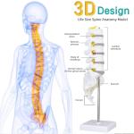 Lumbar Vertebrae Spinal Column Anatomical Skeleton Model For Medical Demonstrati