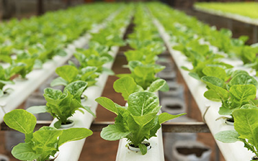 NFT Hydroponic Channel Growing Plants PVC Plastic Pipe Pouch Holes for Optimal Growth