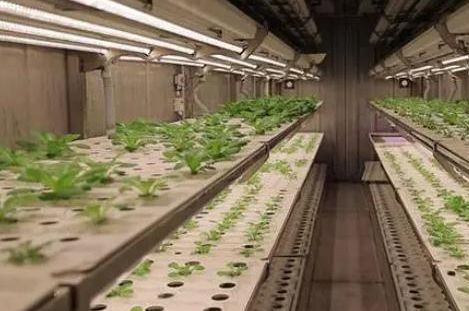Juxiang Leafy Vegetable Container House