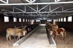 Safety Steel Structure Cow Shed House Agricultural Farm Steel Building
