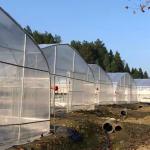 Polyethylene Film Greenhouse Agritulture Tunnel Plastic Greenhouse For Plant