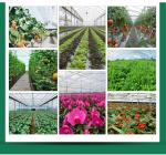 Film Cover Galvanized Skeleton Agricultural Equipment for Mushroom Growing