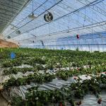 Arched Roof Hydroponic Greenhouse for Aquaculture and Vegetable Cultivation