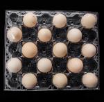 Transparent Plastic Egg Packaging 30 Holes Large Disposable Bulk Plastic Egg
