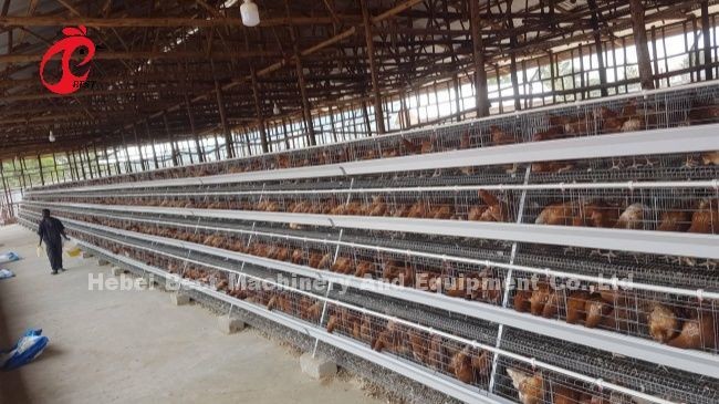 High Rearing Efficiency For Chicken Farm Poultry Farming Cage System Sandy