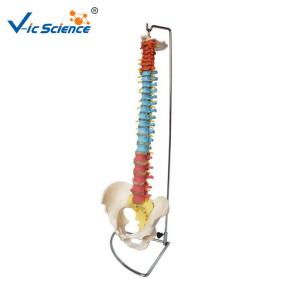 Quality Didactic Vertebral Column With Pelvis 9kgs Anatomical Skeleton Model wholesale