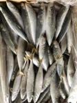 IFS 80-90 BQF Frozen Muroaji Fish For Bait