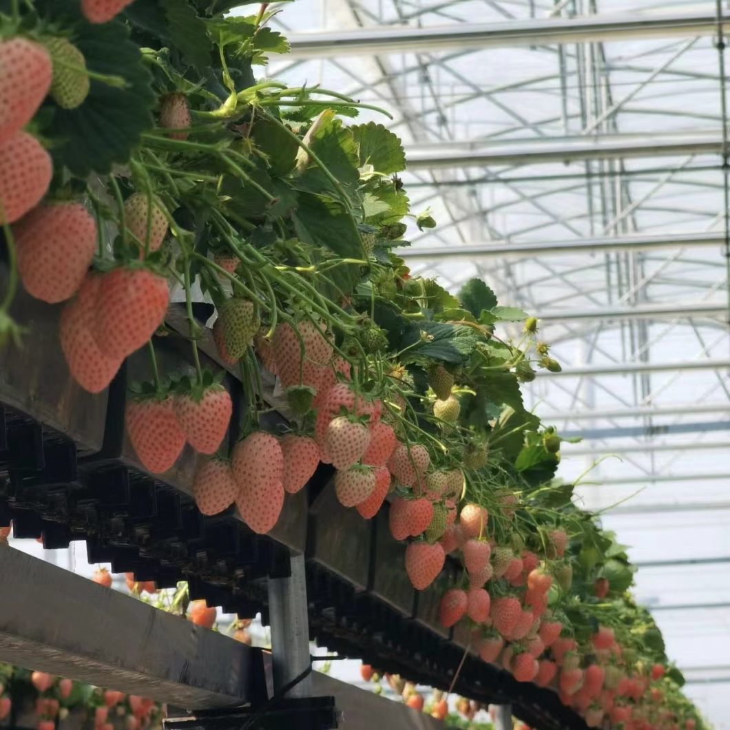 Multi-Span Greenhouse with Drip Irrigation System
