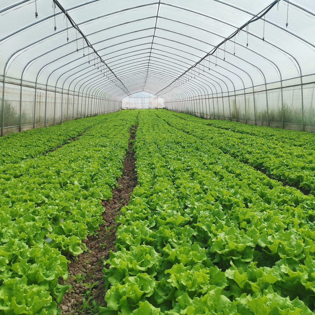 Galvanized Steel Frame Structure Pipe Pe Po UV Plastic Film Vergetables Single-span Greenhouse
