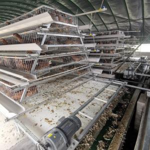Quality Hot Galvanized Layer Cage System For Poultry Farming wholesale