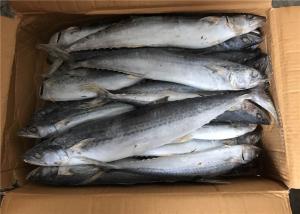 Quality Bulk 700g 1000g Whole Round Frozen Spanish Mackerel wholesale