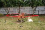 Frp Life Size Dinosaur Statue Display In Special Independent Decoration Park