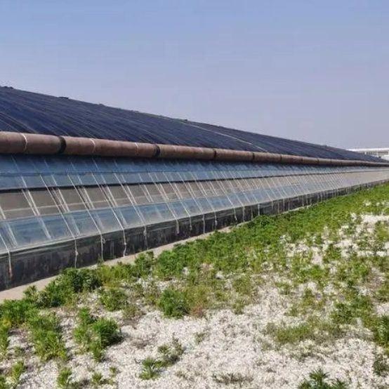 Plastic Greenhouse Department Multi-Span Po/PE Commercial Greenhouse with