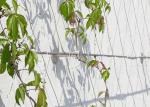 Security Garden Fence Steel Cable Mesh Stainless 304 316