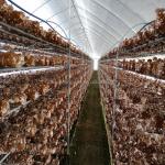 Maximize Mushroom Production with Customizable Single-Span Agricultural