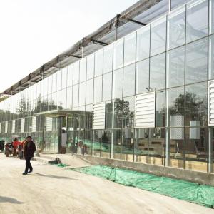 Quality Venlo Tempered Glass Panels Steel Frame Greenhouse Europe Automatic System wholesale