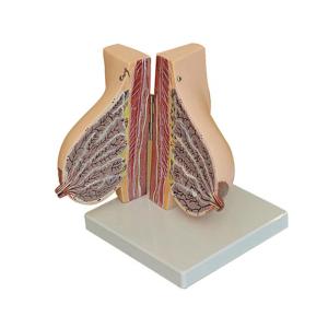 Quality Medical Anatomy Human Female Breast Model In Lactation Period To Reveal Internal Breast Anatomy wholesale