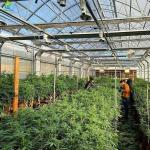 Blackout Flowerhouse Conservatory Greenhouse Agriculture 10x20 Light Dep