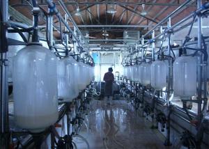 Quality High Efficiency Cow Herringbone Milking Parlor With Glass Milk Meter wholesale
