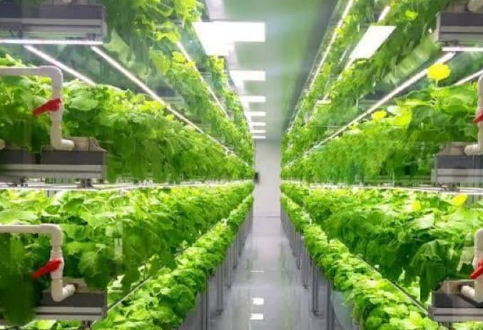 Juxiang Leafy Vegetable Container House
