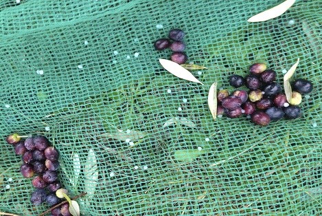 Olive Harvest Net