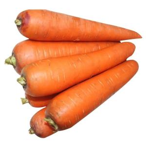 Quality 4 KG Natural Carrots Fresh Vegetables Umbelliferous Vegetabless wholesale