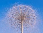 Shining LED Lighted Stainless Steel Decorative Dandelion Water Fountain For